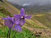 41 Soldanella pusilla (Soldanella della silice)